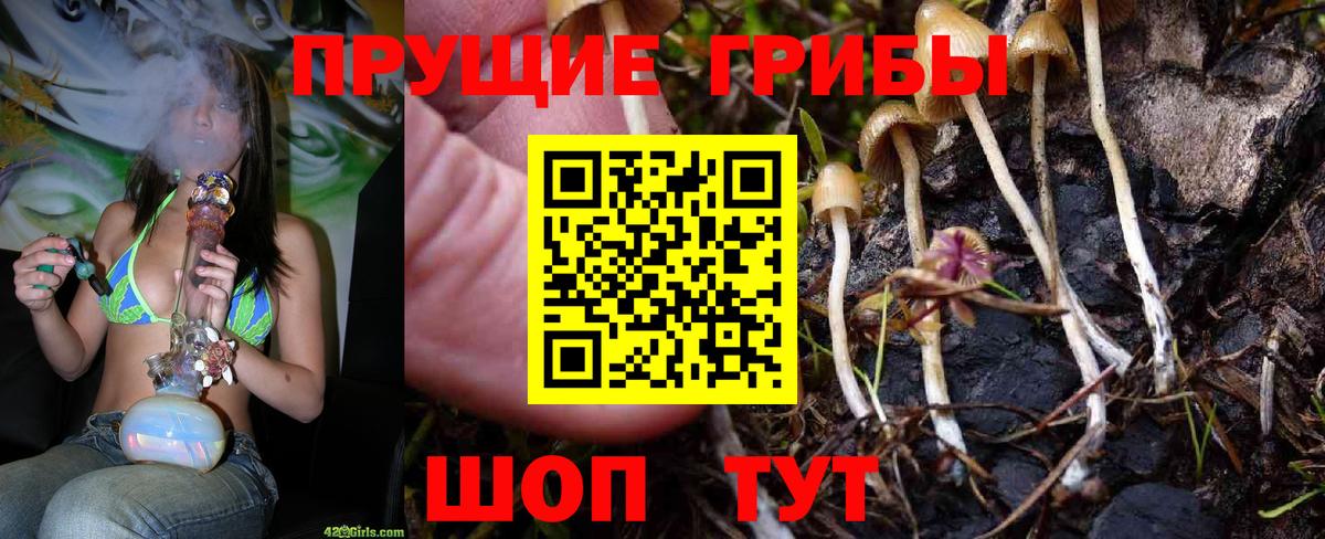 Псилоцибиновые грибы прущие грибы  Вход с VPN  Кировск  цены   Псилоцибиновые грибы мицелий 